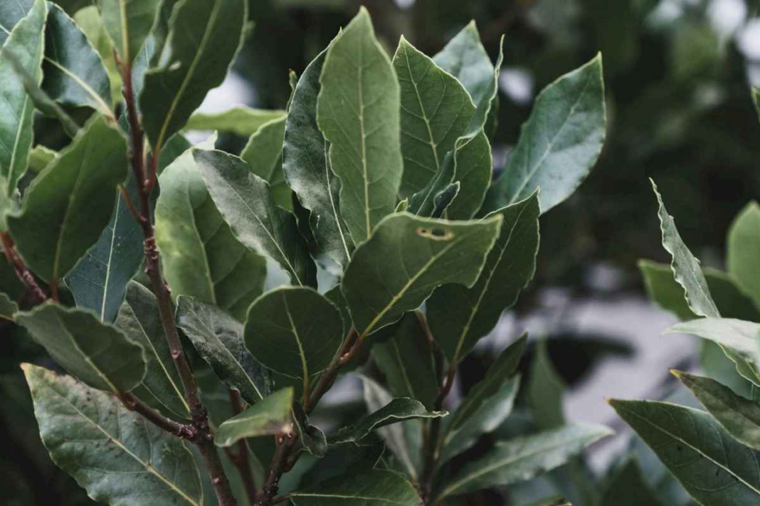 la-razon-de-por-que-deberias-llevar-una-hoja-de-laurel-siempre-en-la-billetera