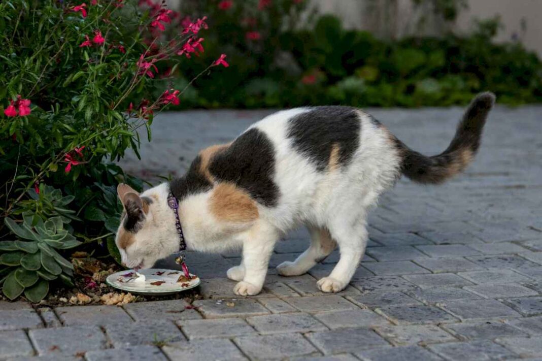 que-tan-seguro-es-darle-de-comer-jamon-a-un-gato