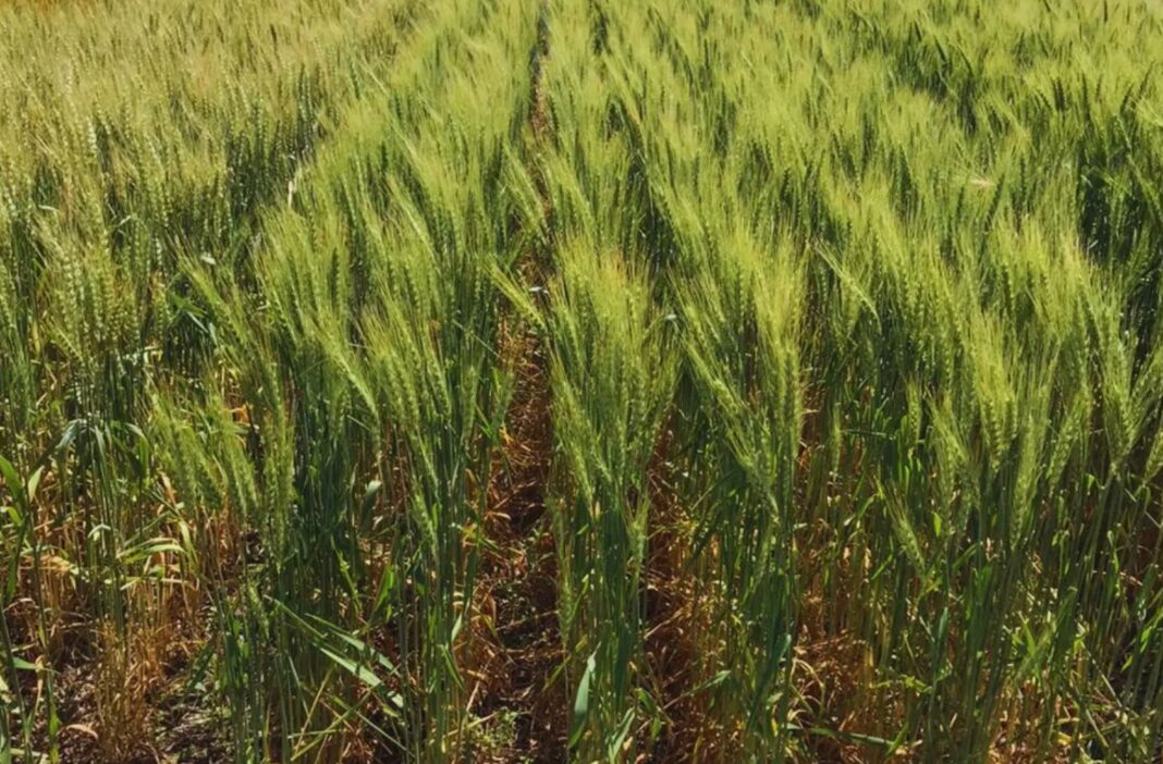 Campo de cultivo en Argentina con un tractor al atardecer, representando la producción agrícola.