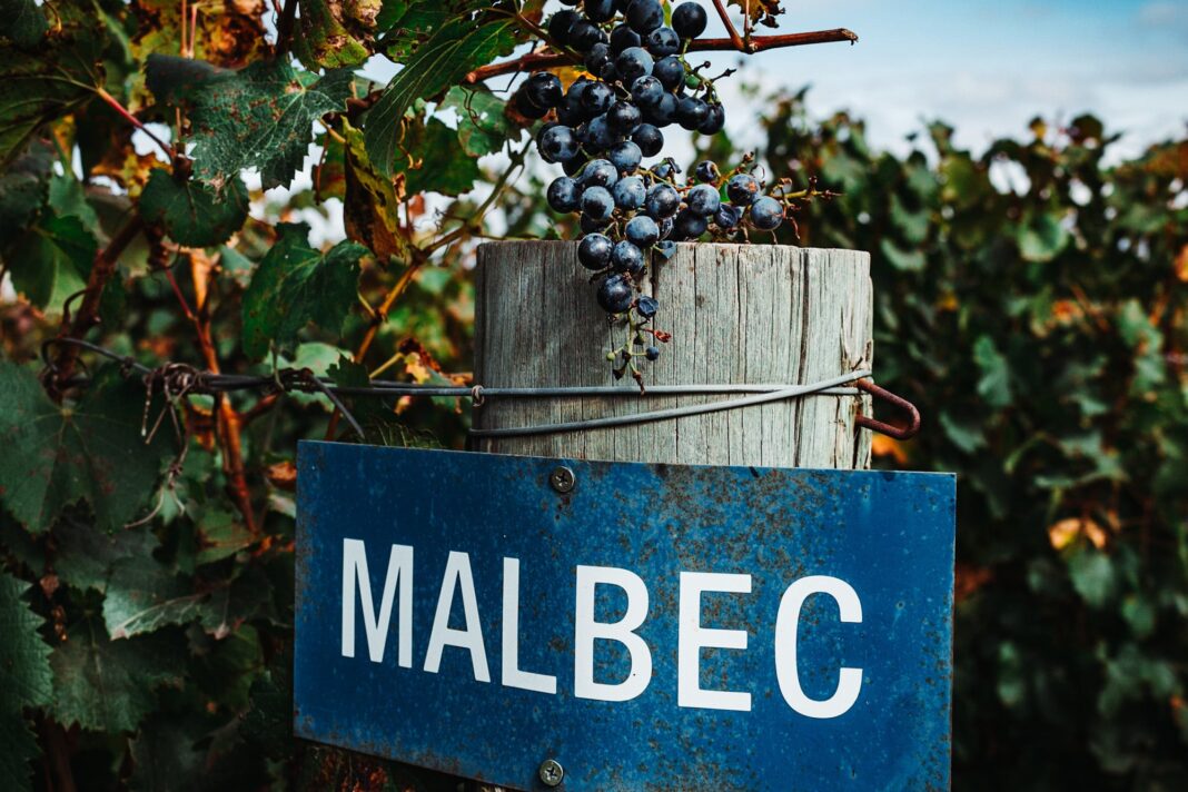 Botella y copa de vino Malbec argentino con viñedos de fondo