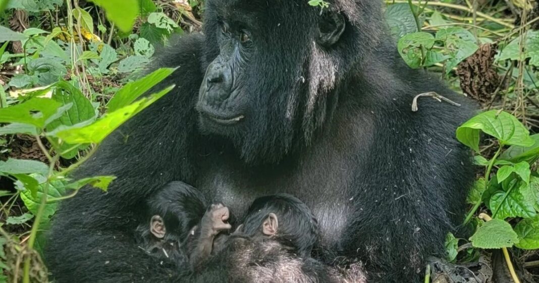 Dos crías gemelas de gorila de montaña con su madre en el Parque Nacional de Virunga, Congo.