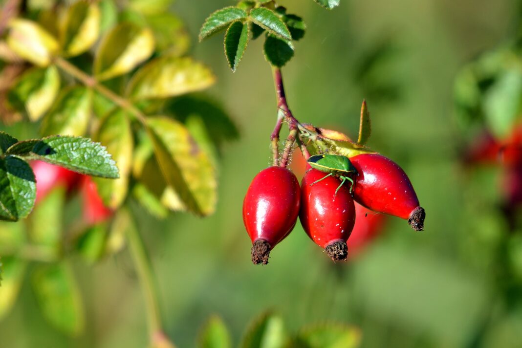 Frutos rojos de rosa mosqueta (escaramujo) y un frasco de mermelada artesanal sobre una mesa, paisaje patagónico de fondo.