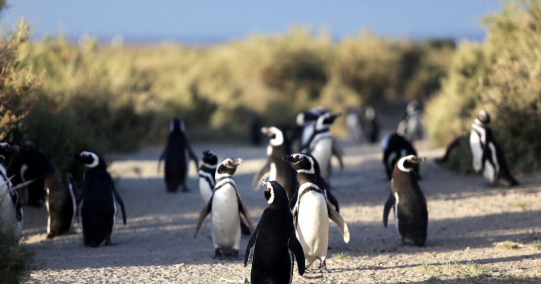 Vista aérea de la reserva de Punta Tombo en Chubut, hábitat de los pingüinos de Magallanes.