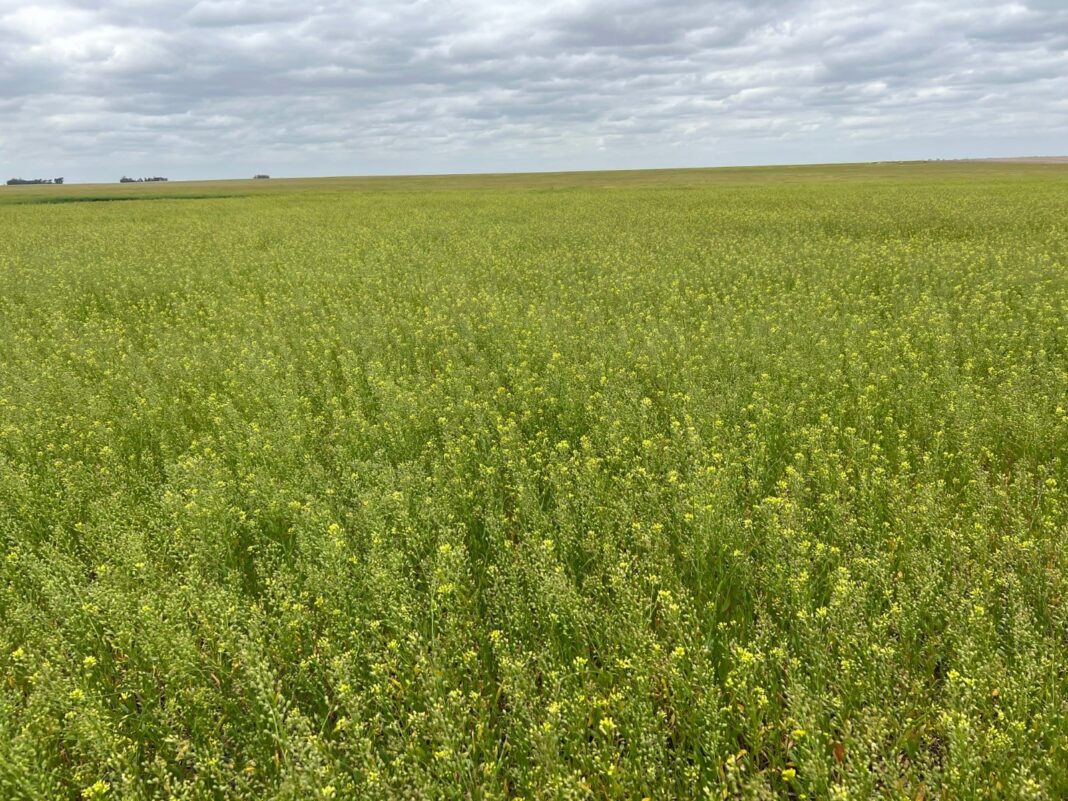 Campo de camelina newgold con logotipos de Bayer y BP al fondo