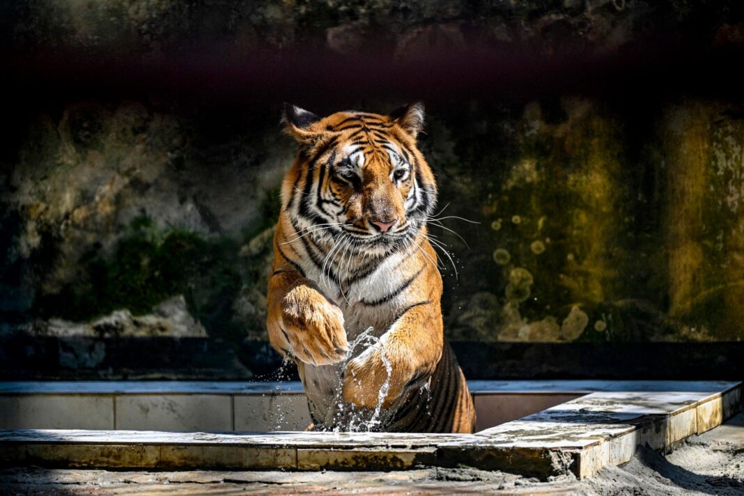 Tigre de Bengala en el zoológico de Dhaka, Bangladesh