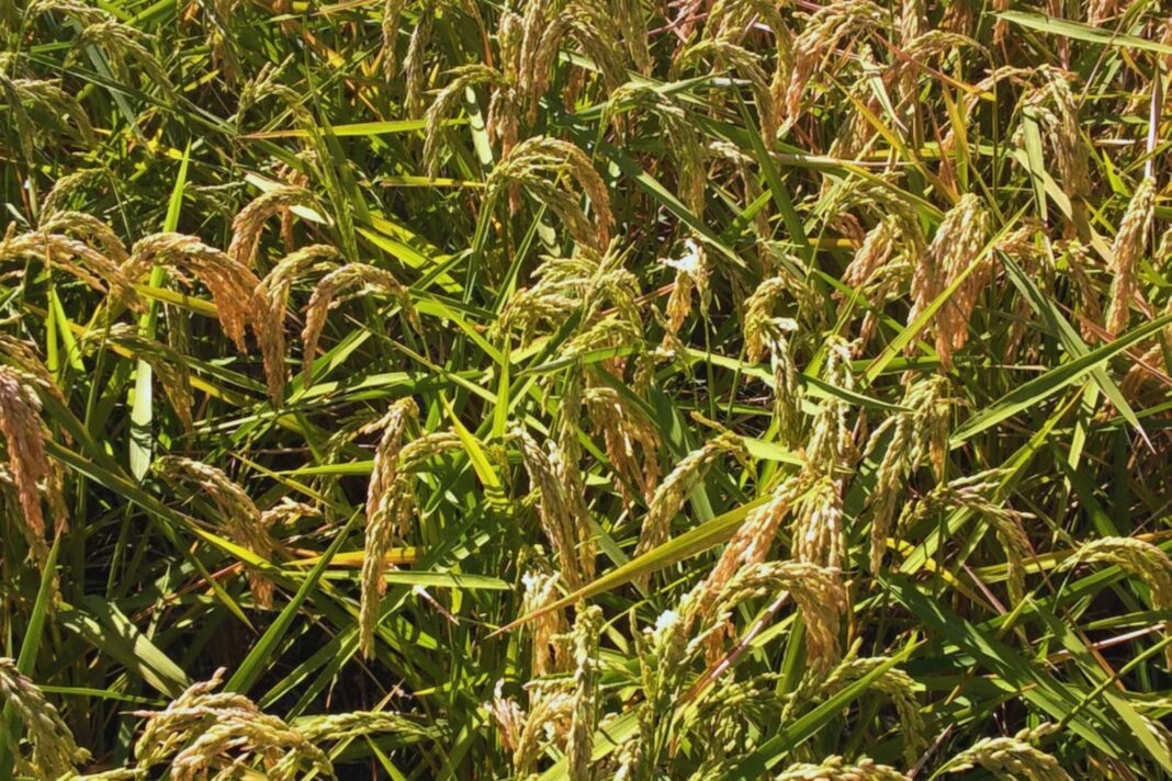 Campo de arroz en Corrientes, Argentina, donde se detectó el virus del mosaico necrótico