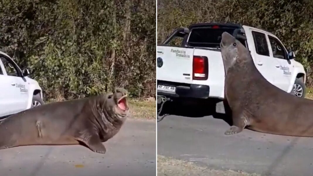 Elefante marino en la playa durante el operativo de rescate en Ensenada
