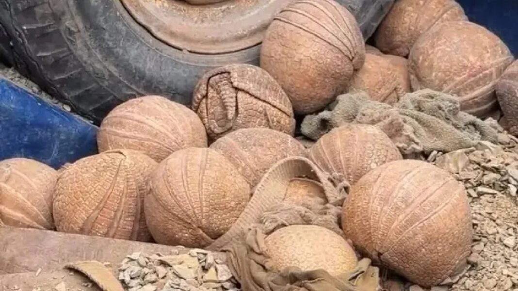 Quirquincho bola rescatado en Jujuy