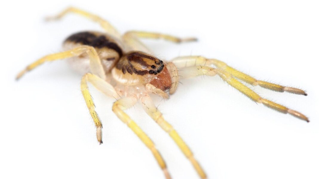 Araña fantasma Yagania chuanisin descubierta en la Isla de los Estados