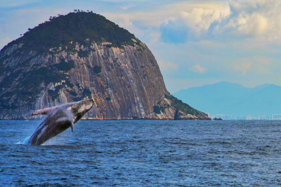 Ballena jorobada saltando frente al Pan de Azúcar en Río de Janeiro