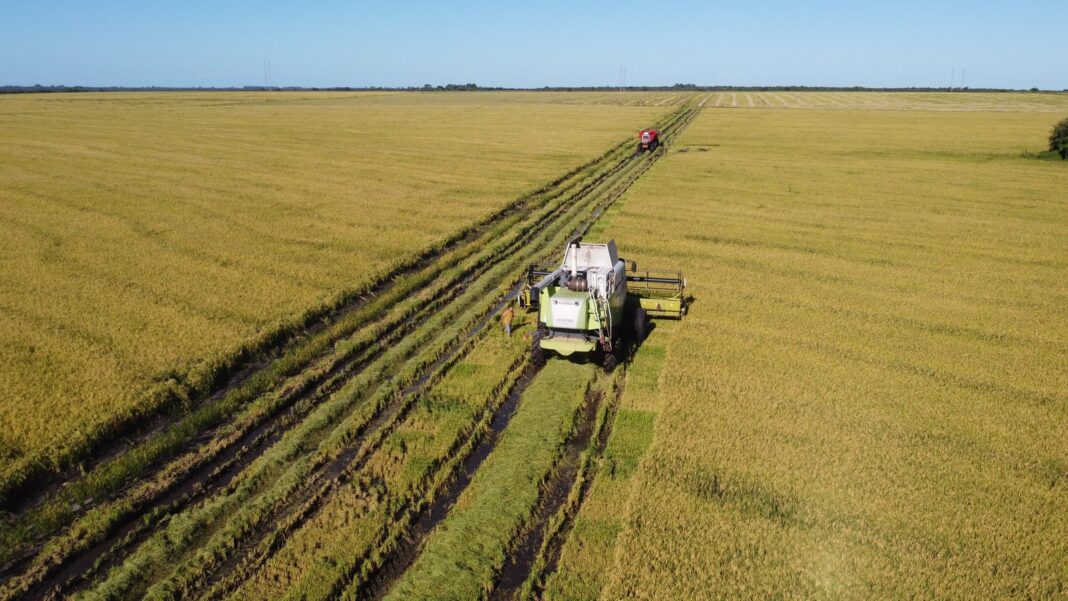 Campo de arroz en Entre Ríos