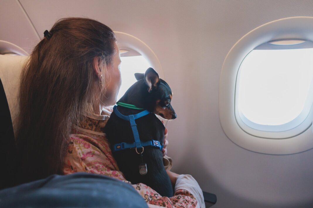 Persona con perro en aeropuerto