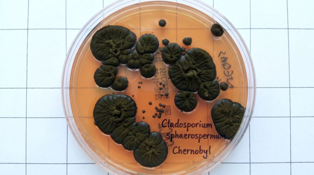 Hongo negro Cladosporium sphaerospermum en el interior de Chernóbil