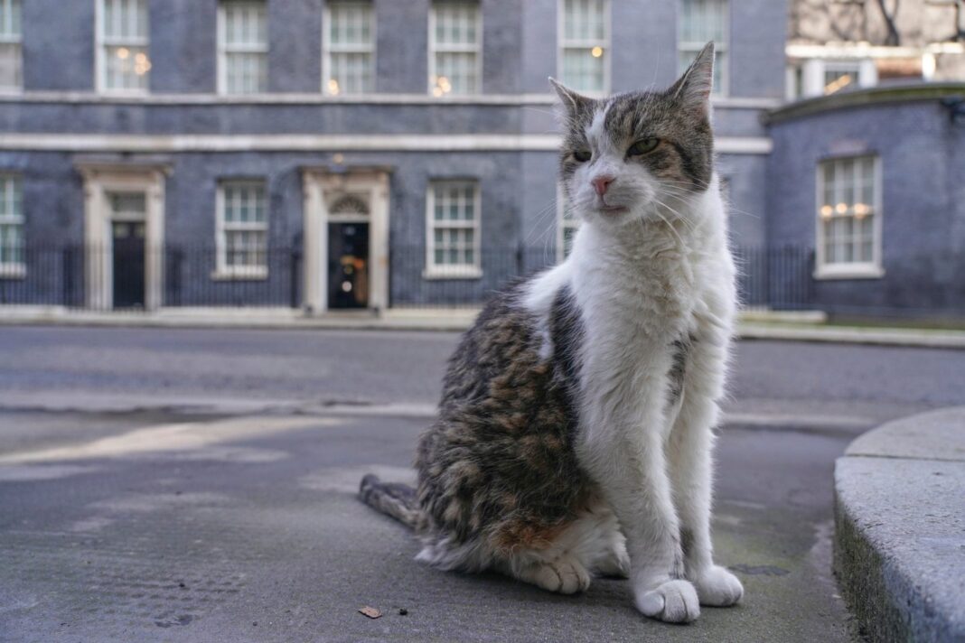 Larry, el gato de Downing Street, posando frente al número 10