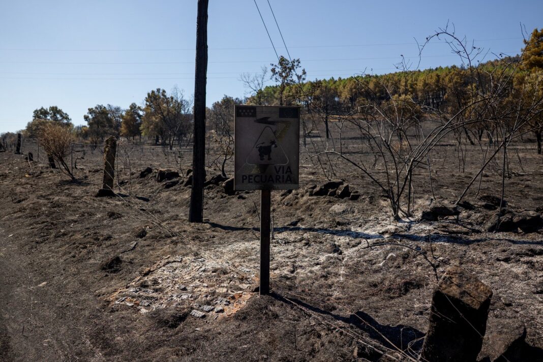 Bomberos forestales trabajando en la extinción de un incendio en la Comunidad de Madrid