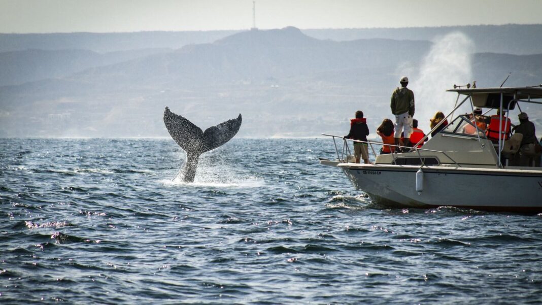 Ballena jorobada en el mar de Piura durante temporada de avistamiento 2026