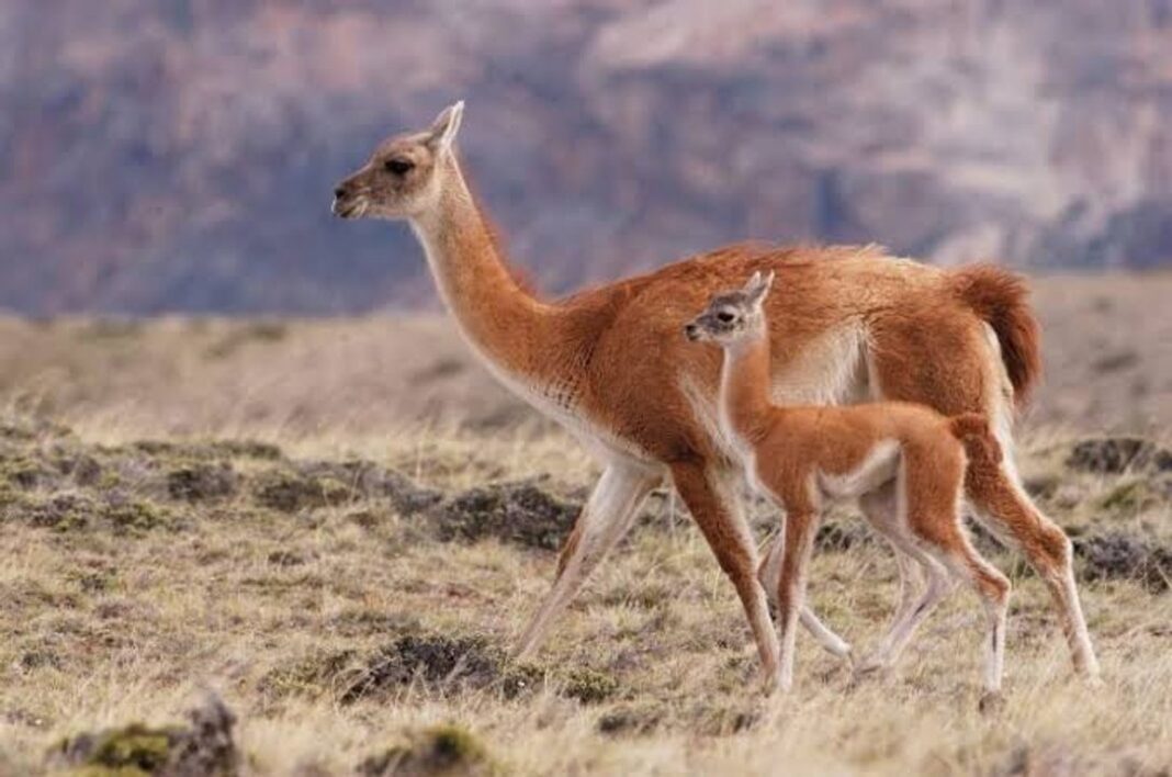Carne de jabalí y guanaco en exhibición