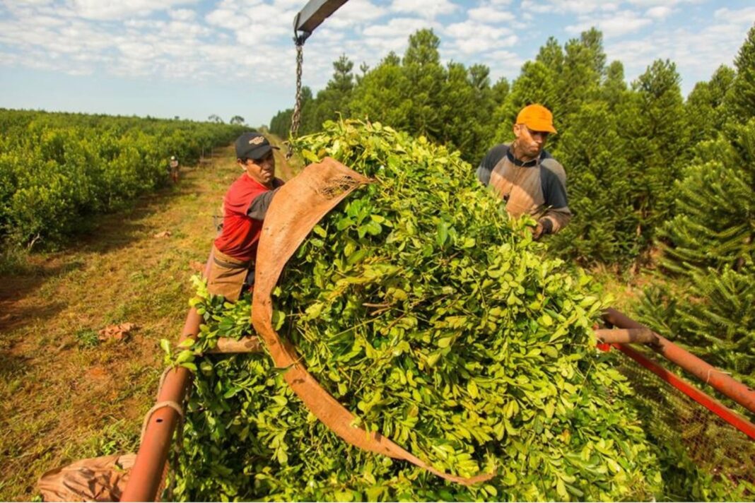 Trabajador rural en el campo