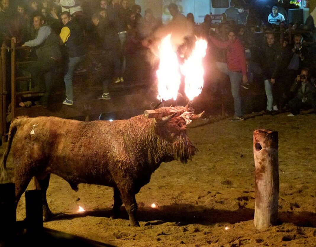 Toro Jubilo de Medinaceli durante el festejo de 2023