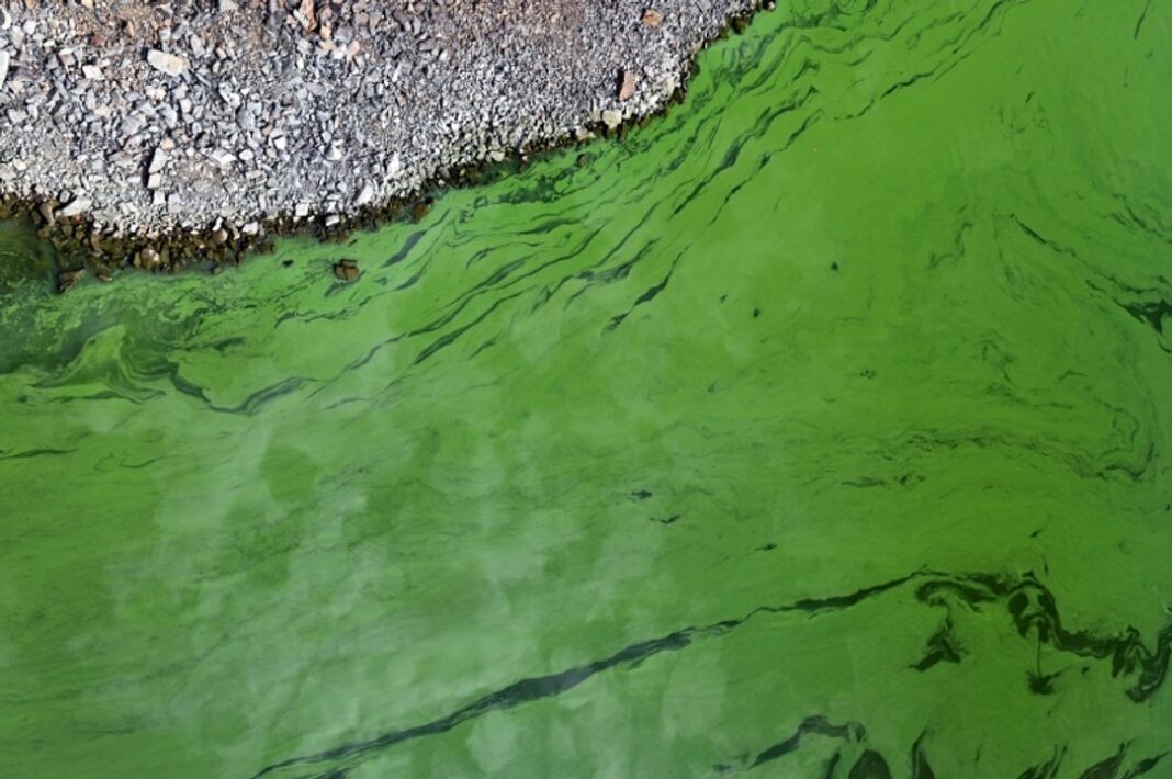 Agua con cianobacterias en un río de la provincia de Buenos Aires