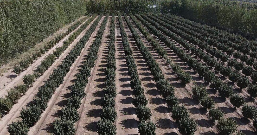 Campo irrigado en el Valle Inferior de Río Negro con cultivos y ganado