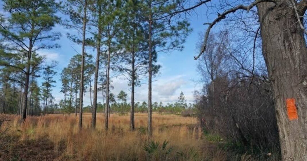 Bosque de pinos de hoja larga en Nokuse Plantation