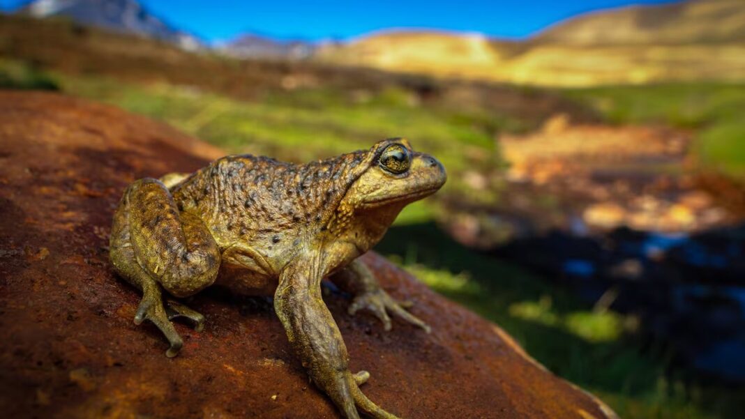 Rana del Pehuenche (Alsodes pehuenche) en su hábitat natural
