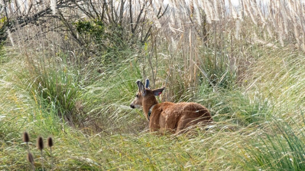 Ciervo de los pantanos con radiocollar en su hábitat natural
