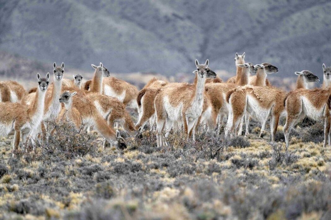 Guanaco en la Patagonia
