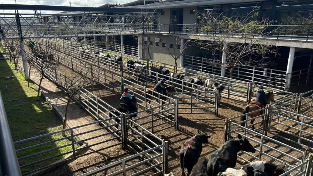 Mercado Agroganadero de Cañuelas con hacienda vacuna