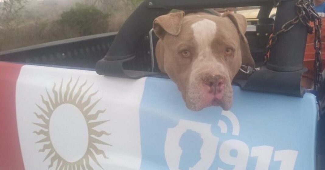 Dos niños murieron en Córdoba tras ataques de perros