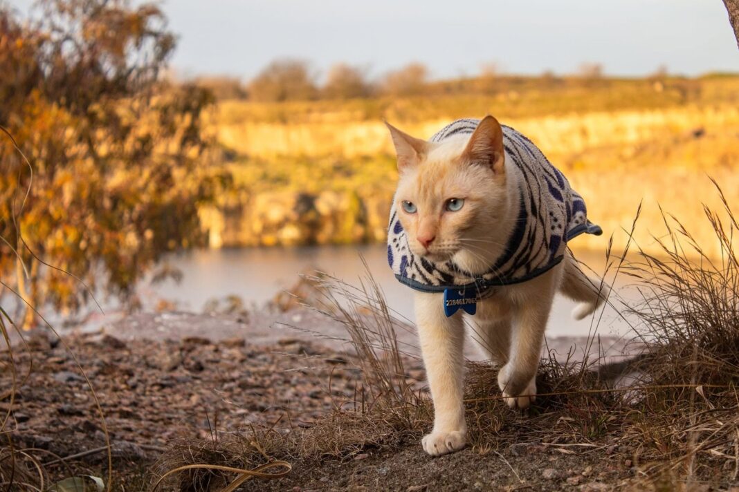 Orión, un gato naranja, sentado en el pasto junto a una bicicleta cargada con equipo de viaje