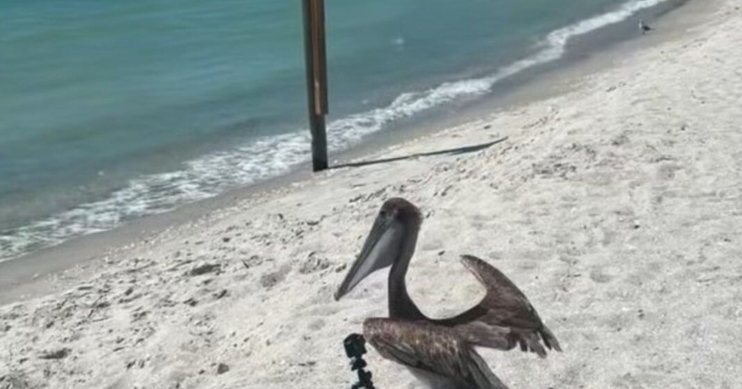 Pelícano pardo desplegando sus alas en una playa de Sanibel, Florida, tras ser liberado