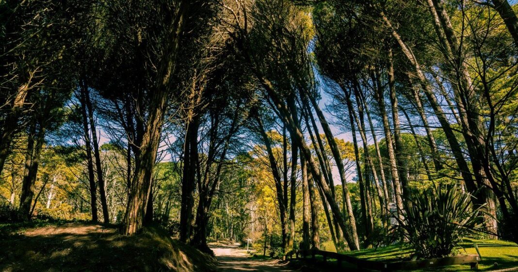 Persona caminando lentamente entre árboles en un bosque