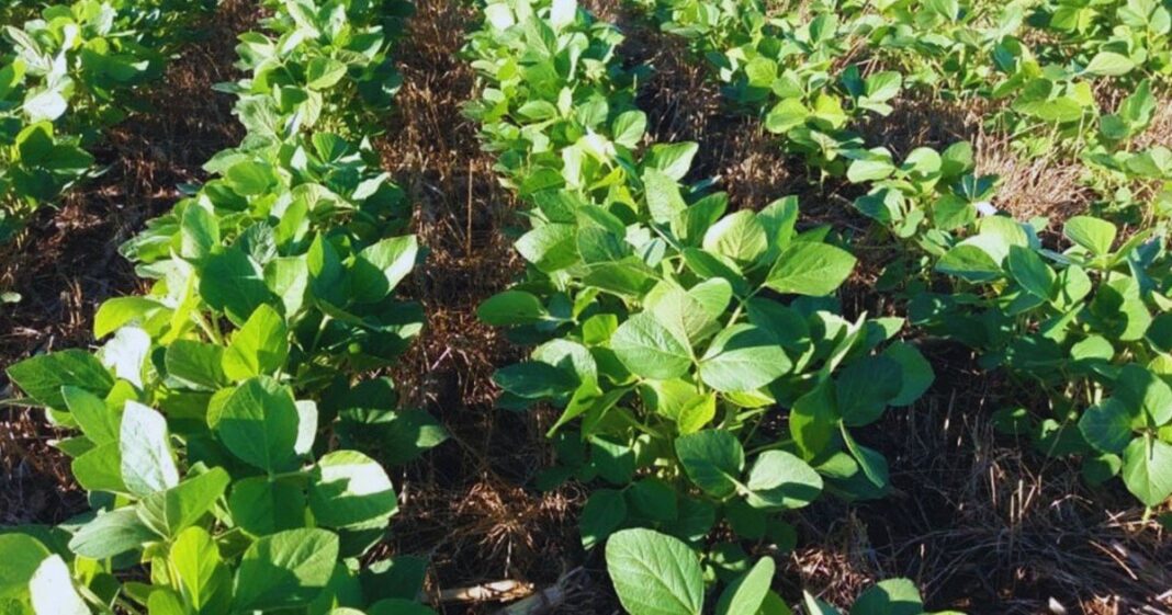 Cultivo de soja en un campo argentino durante la campaña 2026/27