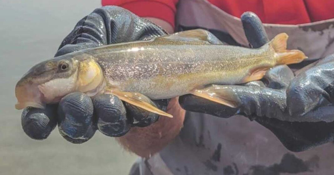 Río Big Sandy en Wyoming, donde se realizó el tratamiento con rotenona y la reintroducción de peces nativos