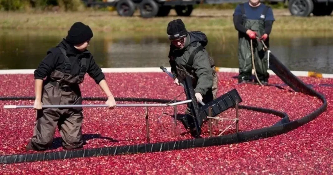 Cosecha de arándanos rojos en un terreno inundado de Cape Cod