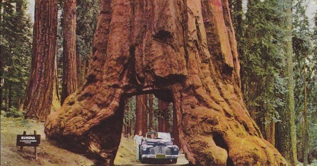 Secuoya gigante con un túnel excavado en su base, conocido como Árbol del Túnel de Wawona, en el Parque Nacional Yosemite