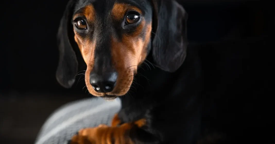 Perro salchicha estándar de pelo liso