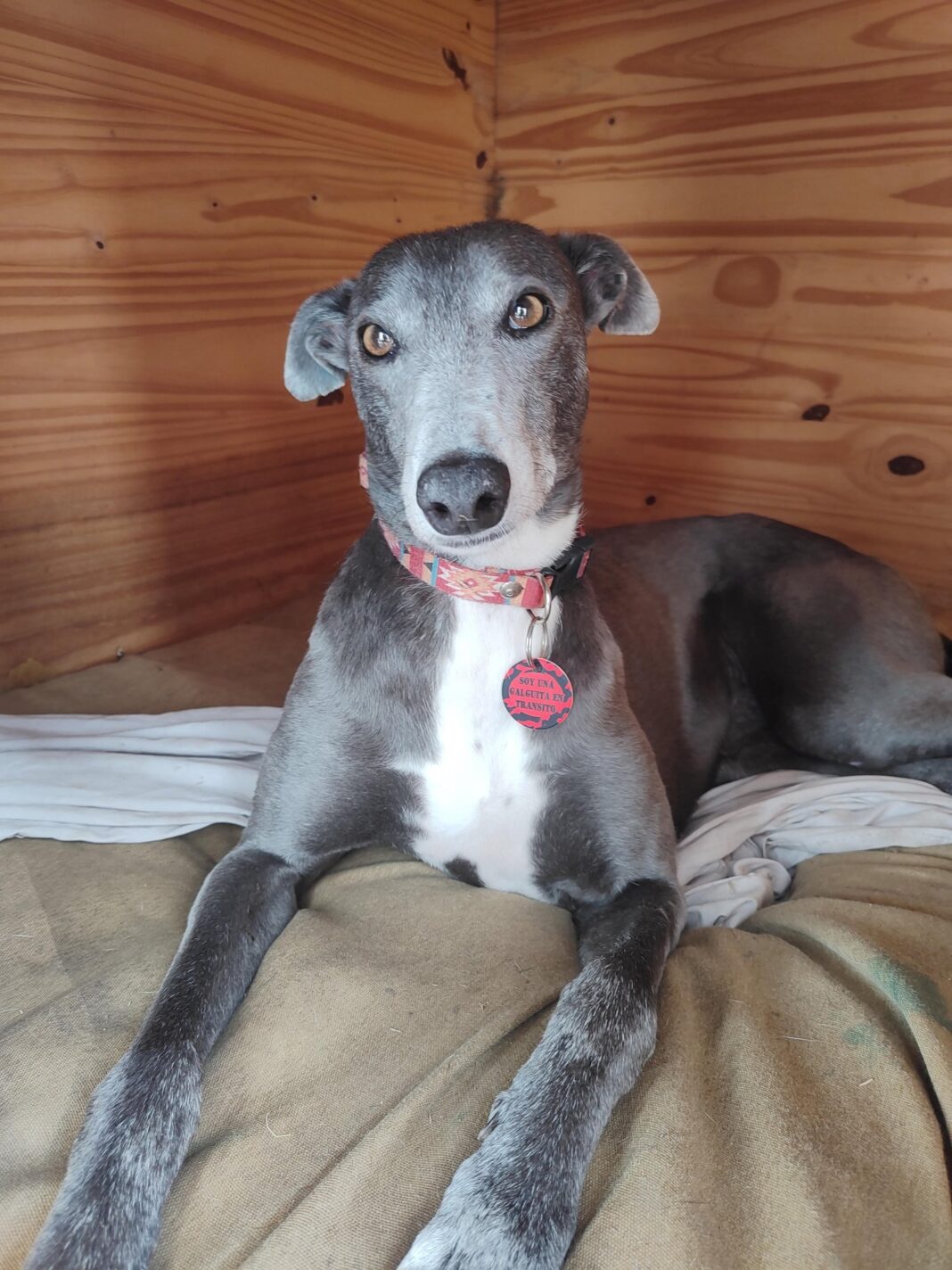 Galga India corriendo en DOGRUN con su familia multiespecie