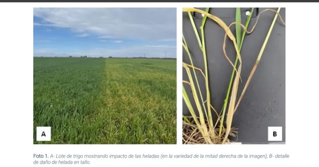 Cultivo de trigo afectado por heladas y enfermedades