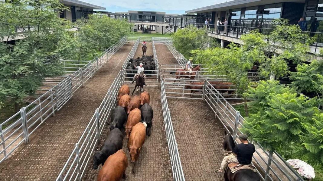 Vista general de la operatoria de vacunos en el Mercado Agroganadero de Cañuelas