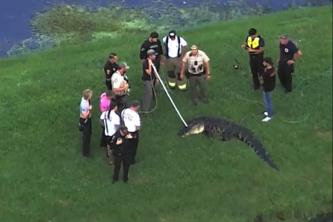 Caimán en la orilla de un lago en Florida