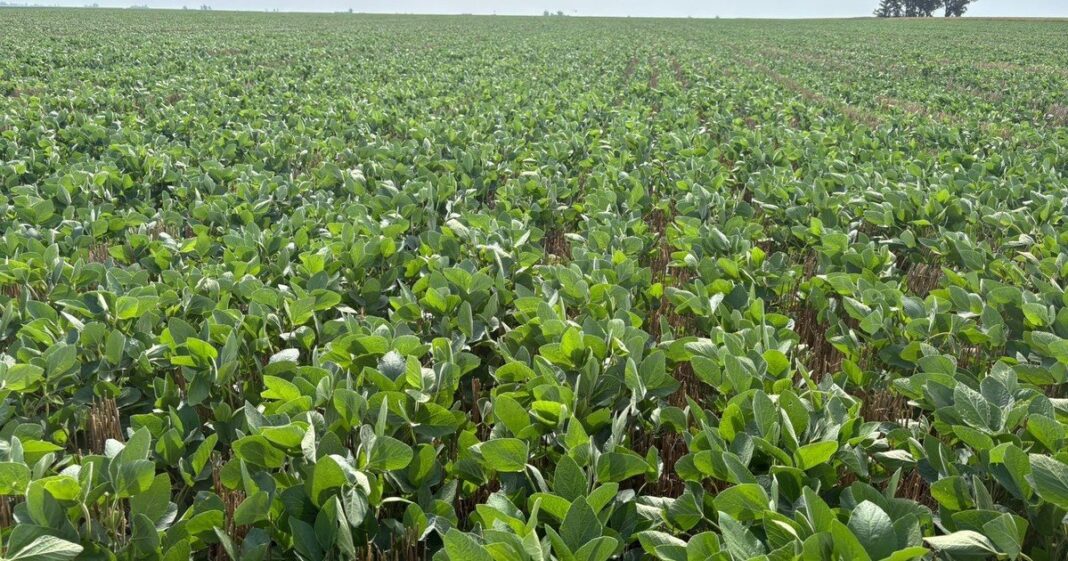 Plantación de soja en Argentina