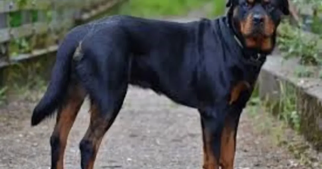 Perro rottweiler de pie con mirada atenta